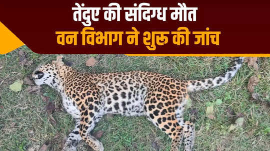 suspicious death of leopard in valmiki tiger reserve created stir forest officials engaged in investigation