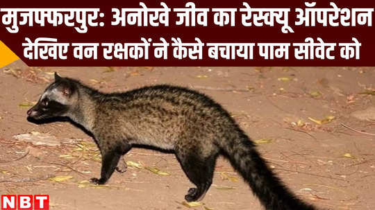 jungle news forest department team rescued palm civet from muzaffarpur