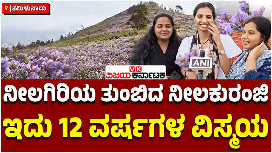 neelakurinji flower blooms in ooty nilgiri mountains tamil nadu once in 12 years purplish western ghats