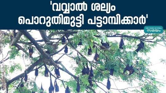 natives in pattambi struggling in bat nuisance