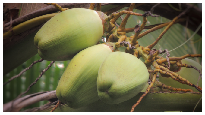 ಎಳನೀರು ಕುಡಿಯಬೇಕು 