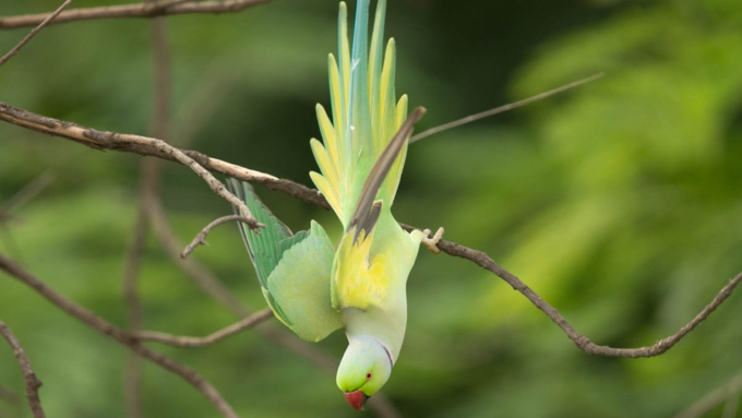 ​ಪಕ್ಷಿಲೋಕದಲ್ಲಿ ಪಕ್ಷಿಗಳು ಇರುತ್ತವೆ​