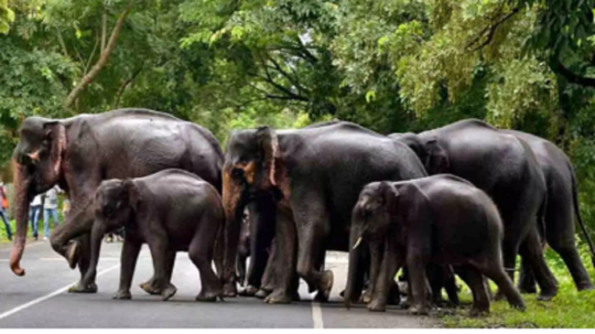 உடுமலை மூணாறு சாலையில் யானை நடமாட்டம் அதிகரிப்பு... வனத்துறையினர் தீவிர ரோந்து பணி!