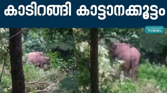 elephant attack in palakad