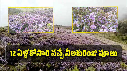 neelakurinji flowers which bloom once in 12 years are blooming in tamil nadu nilgiri district