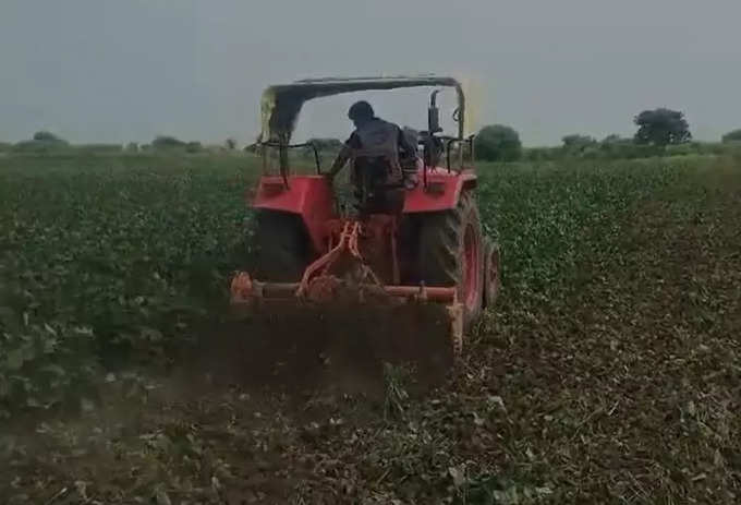 Akola Farmer: लाखपुरी शेतकऱ्याने २० एकर शेतामध्ये सोयाबीनवर फिरवला ट्रॅक्टर