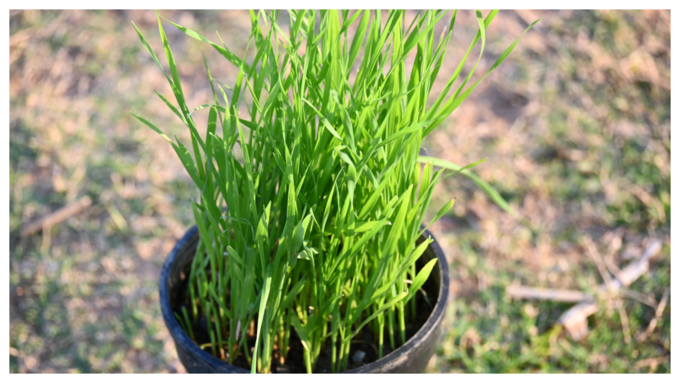 ​ಗೋಧಿ ಹುಲ್ಲಿನ ಪ್ರಯೋಜನಗಳು