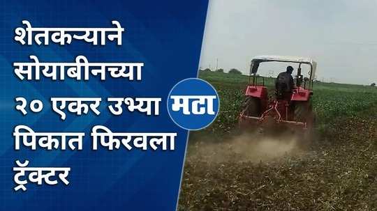 a farmer turns a tractor in a 20acre vertical crop of soybeans