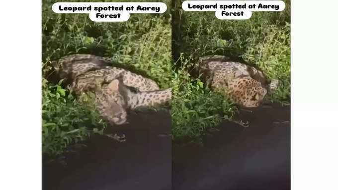 leopard story inside