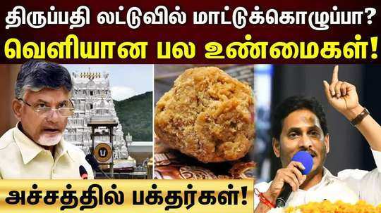 shocking news animal fat using in tirupati laddu preparations