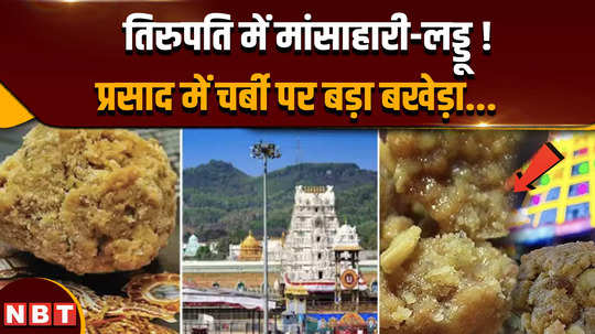 tirupati laddu controversy animal fat in tirupati temple laddu chandrababu naidu