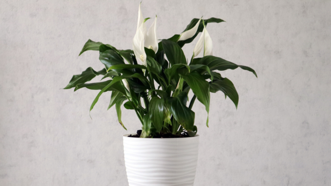 पीस लिली (Peace Lily)