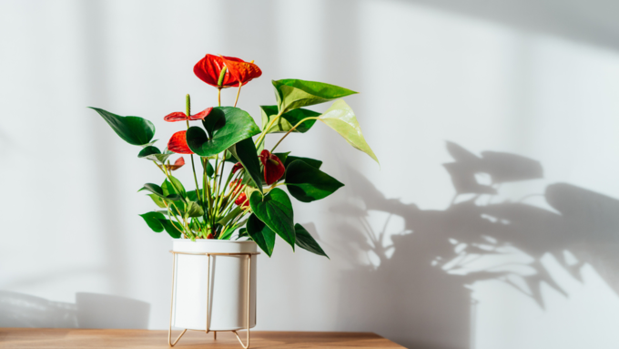 एंथुरियम (anthuriums)