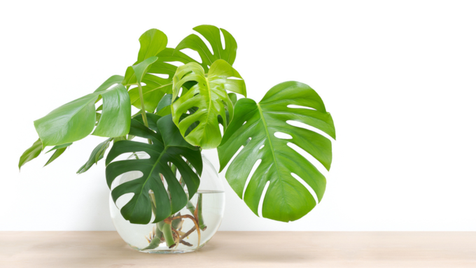 फिलॉडेंड्रॉन (Philodendron)