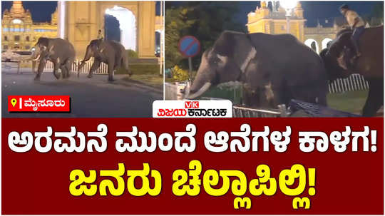 panic grips as two dasara elephants clash in mysuru palace ground