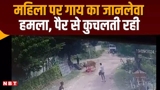 cow fatally attacks on a woman in jaipur tramples her with its feet for a minute