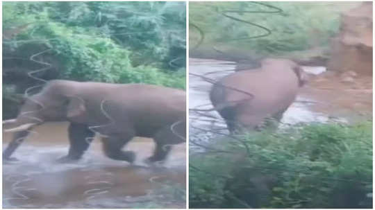 கோவை நரசிபுரம் அருகே ஆற்றில் நடந்து சென்ற ஒற்றைக் காட்டு யானை!