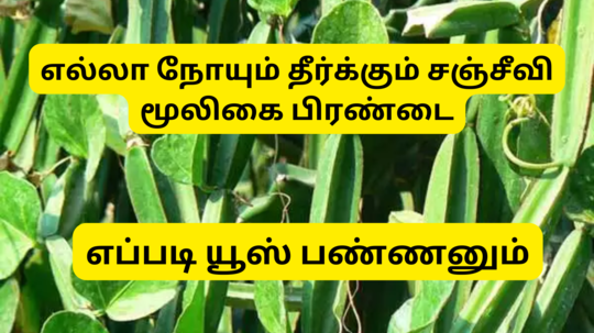 Pirandai Medicinal Benefits : எல்லா நோய்க்கும் தீர்வாகும் சஞ்சீவி மூலிகை பிரண்டை - இந்த ரெசிபிலாம் செஞ்சு சாப்பிடுங்க