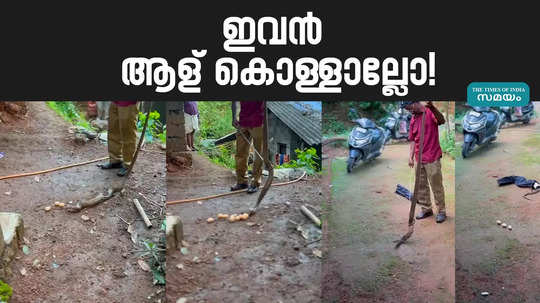 cobra caught from house was swollen 16 chicken eggs spit palakkad