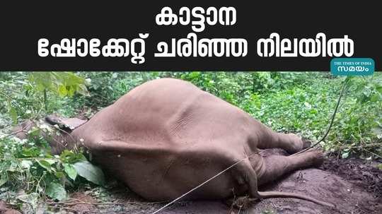 wild elephant death in thrissur