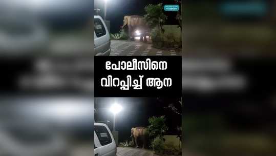 wild elephant athirappally police station