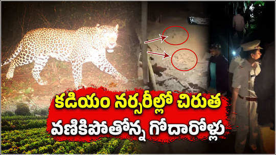 people scared after cheetah spotted near kadiyam nurseries in rajahmundry