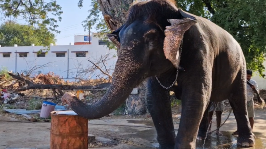 தென்காசி சங்கரன்கோவில் யானை கோமதி டிரம்ஸ் வாசித்து உற்சாகம்.... ஆச்சரியத்தில் பக்தர்கள்!