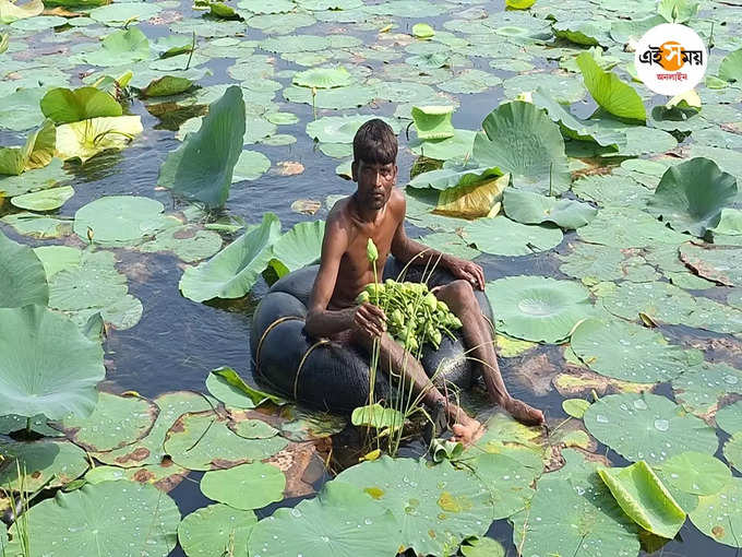 ​পচে যাচ্ছে পদ্ম​