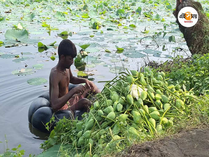 ​বৃষ্টিতে পণ্ড পদ্ম চাষ​