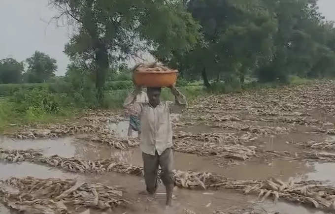 Dhule Rain: मुसळधार पावसामुळे मक्याचे पीक जमीनदोस्त, शेतकऱ्याचे लाखोंचे नुकसान