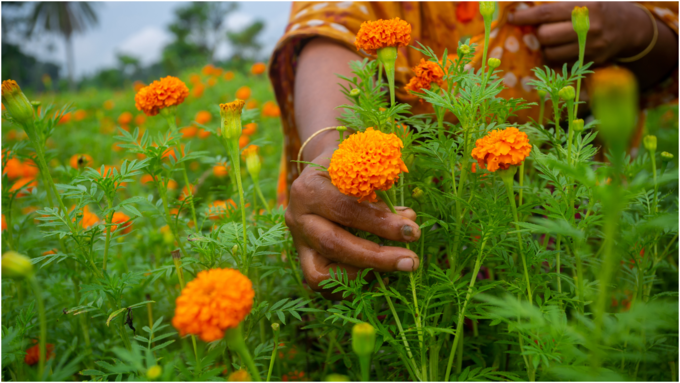 ​ಗೊಂಡೆ ಹೂವಿನ ಗಿಡ​