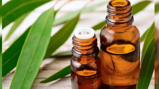 Eucalyptus Oil Benefits: இருமல், சளியை விரட்டும் யூகலிப்டஸ் ஆயில் -  எந்த பிரச்சினைக்கு எப்படி யூஸ் பண்ணனும்