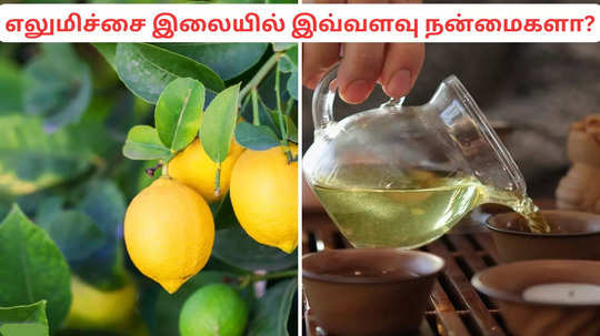 Are Lemon Leaves Good For Health: நோயெதிர்ப்பு சக்தியை வேகமாக அதிகரிக்கும் எலுமிச்சை இலை.. எப்படி எடுக்கணும் ? முழு விவரம் இதோ!