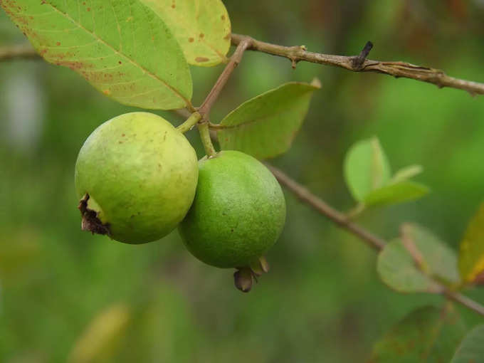 ​দিনে একটা খেলেই যথেষ্ঠ​