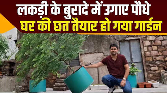 kota engineer created a rooftop garden by growing plants in sawdust watch video