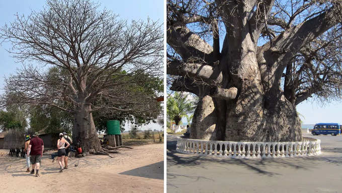 क्या इस पेड़ को देखने के लिए लगती है टिकट