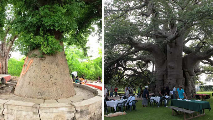 पेड़ की सेफ्टी के लिए किए गए सख्त इंतजाम