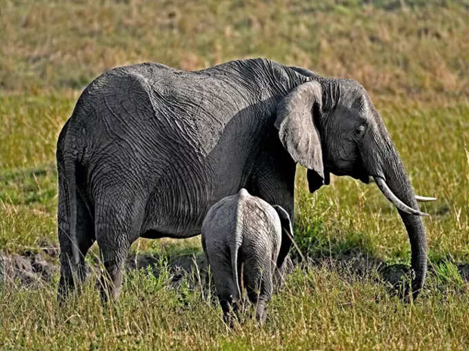 আফ্রিকার সাফারির গল্প