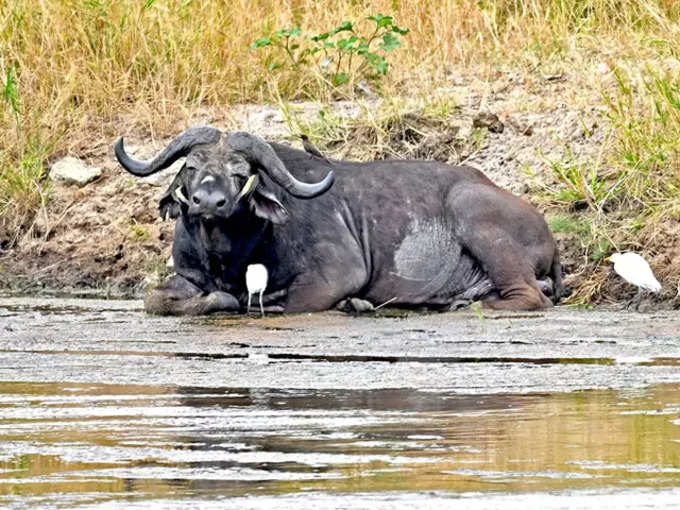 আফ্রিকার সাফারির গল্প