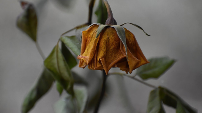 ​ಒಣಗಿದ ಹೂವು ಮತ್ತು ಸಸ್ಯ​