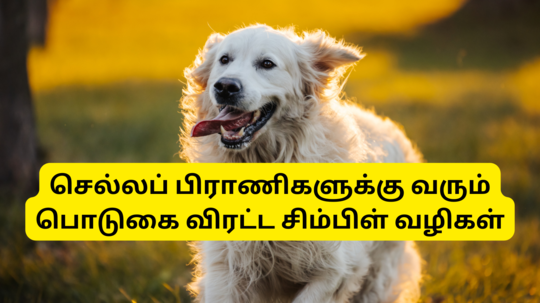 உங்க வீட்டு செல்ல நாய்க்குட்டிக்கு பொடுகு இருக்கா? எதனால வருது? எப்படி சரிசெய்யலாம் இதோ டிப்ஸ்