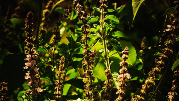 tulsi plant