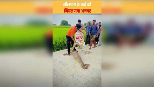 neelgai calf swallowed by python in una of himachal watch video