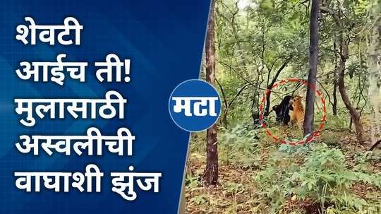 tiger and bear fighting viral video in buffer zone of khadsangi forest