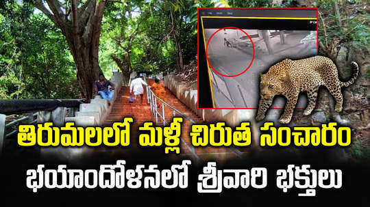 cctv cameras captured leopard spotted in tirumala srivari mettu