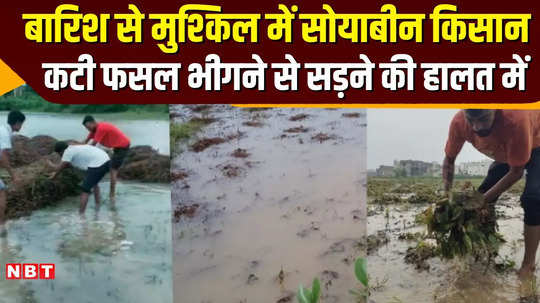 heavy rain destroyed soybean fields in ashoknagar watch the video