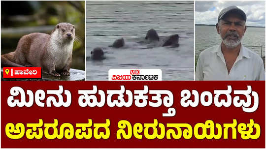 eurasian otter water dog in haveri heggeri lake searching for fish