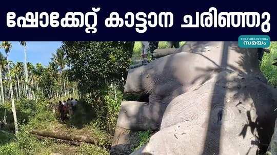 wild elephant died due to electric shock at wayanad