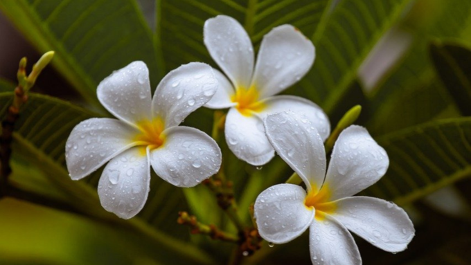 ​ಶೈಲಪುತ್ರಿ ದೇವಿ ಪೂಜೆ​