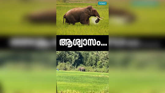 wayanad wild elephant attack news